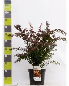 Berberis vermelha para sebe