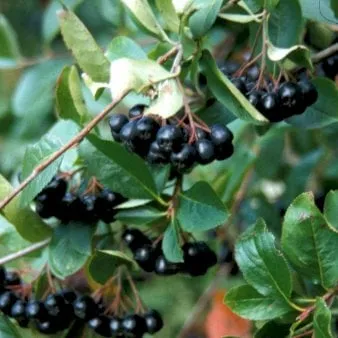 Arónia de fruto grande