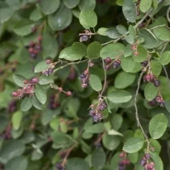 Aks-Amelanchier de bagas