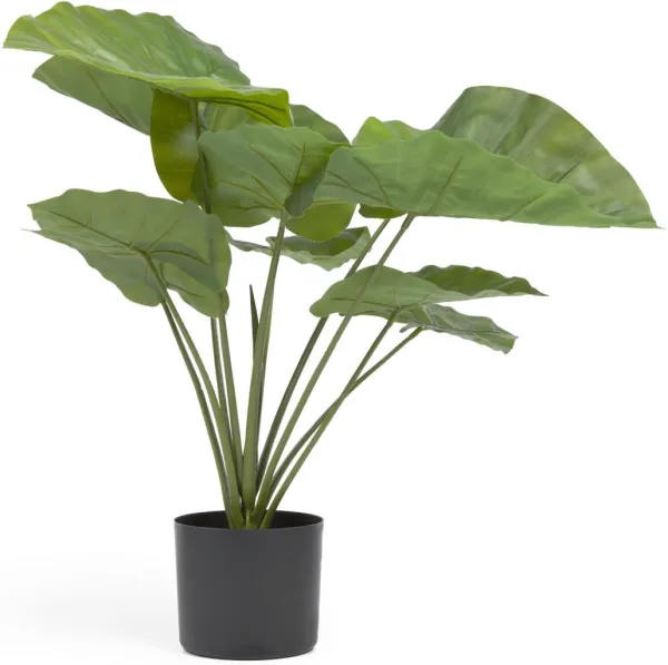 Alocasia, Planta artificial, preta, H57x63x63 cm