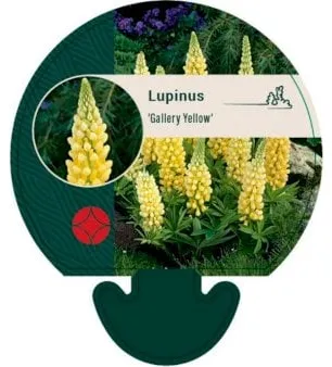 Lupina perene