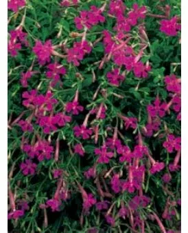 Silene-de-outono