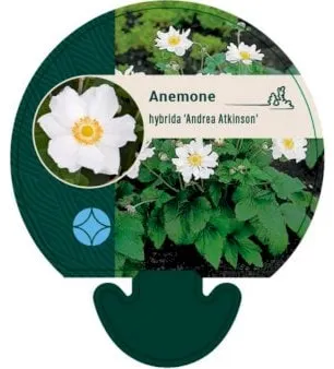 Anémona de outono