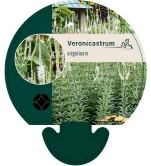 Verónica-da-virgínia