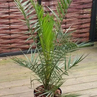 Palme das Canárias