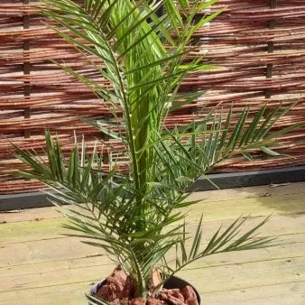 Palmeira-das-Canárias