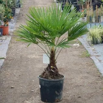 Palmeira de cânhamo