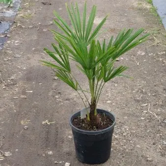 Palmeira de cânhamo
